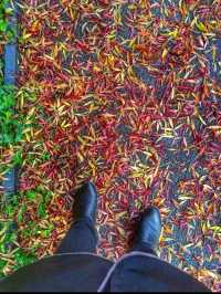 Fall 🍁in London