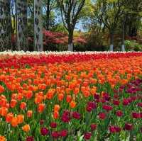 Tulip Paradise in Shanghai