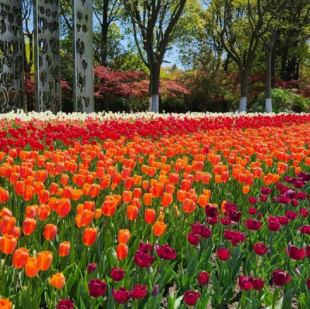 Tulip Paradise in Shanghai