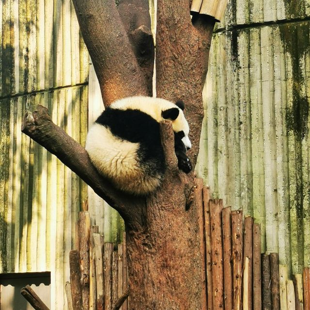 China Bucket list: Pandas & babies ticked!! 