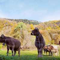 Bregaglia Valley in Autumn