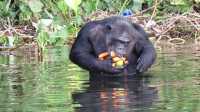 The 3 Day Chimp Tracking in Kibale