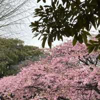 Tokyo | In the cold winter, the early cherry blossoms have quietly bloomed~