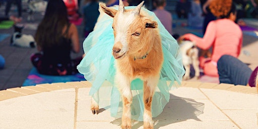 Halloween Costume Goat Yoga Addison Circle! | Addison Circle Park