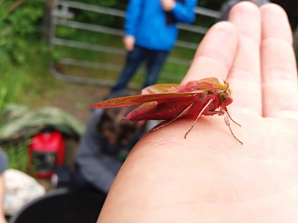 Magical Moths at the Umbra Nature Reserve | Umbra Nature Reserve