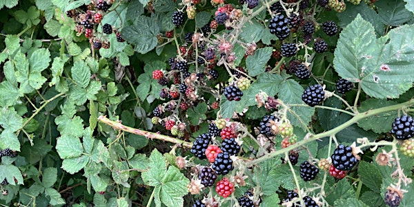 Organic Wine Making Workshop with Sue | Exeter Street Hall