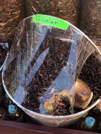Tequila, Jalisco- Birthplace of Tequila 