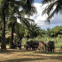 บ้านช้างคาเฟ่ ชมวิถีคนเลี้ยงช้างจิบกาแฟอร่อย