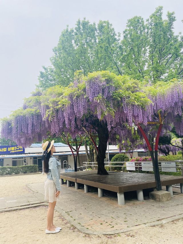 알록달록 동네 놀이터와 주렁주렁 포도송이같은 등나무를 볼 수 있는 곳💜