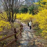 개나리 피어나는 응봉산의 봄🌼