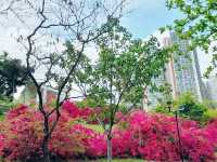 青衣賞花好地方