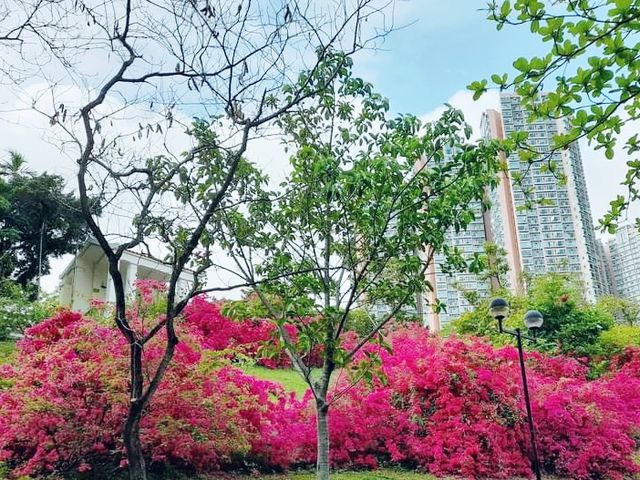 青衣賞花好地方
