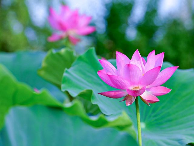 여름 더운만큼 예쁘다 연🌸