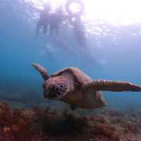 Do you want to see sea turtles?