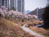 남양주도 벚꽃이 예뻐요!!