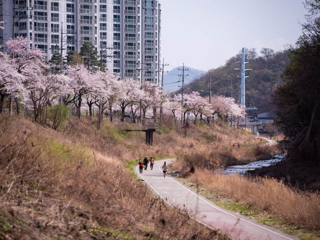 남양주도 벚꽃이 예뻐요!!
