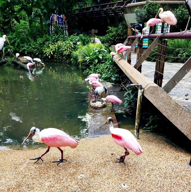 Jurong Bird Park