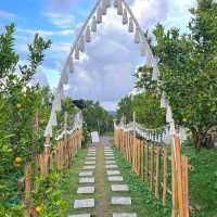 JINJU the orange farm “สวนส้มจินจู” 🍊🌳🧡🍃
