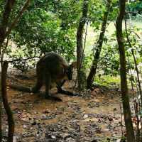 Singapore Zoo