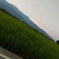 《台東》池上伯朗大道～