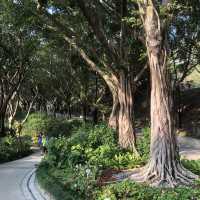 城門谷公園🌸賞賞吉野櫻