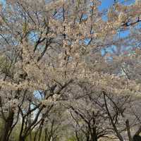 벚꽃엔딩 전에 달려가기! 🌸서울숲공원🌸