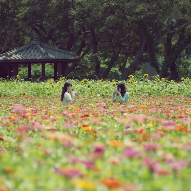 🌸 꽃과 함께 사진을! 여름 꽃구경은 항몽유적지로~