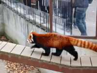 【旭川】北海道の動物が見られる！旭川市旭山動物園をご紹介