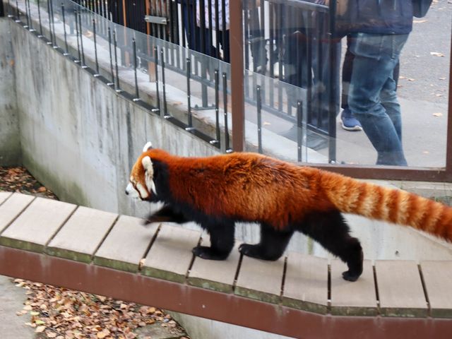 【旭川】北海道の動物が見られる！旭川市旭山動物園をご紹介