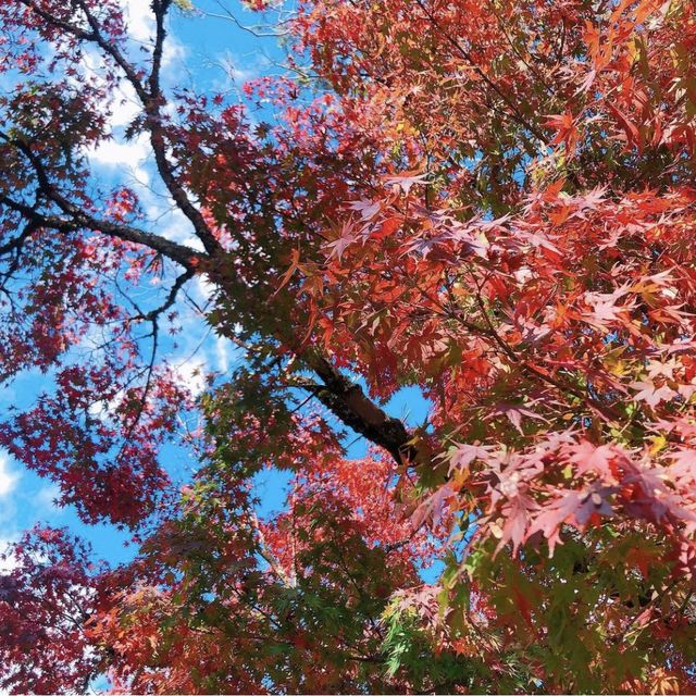修善寺竹林の小怪【静岡県/修善寺 】