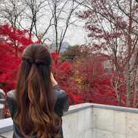 韓国/ソウル【牛耳洞】紅葉が見れる🍁大型ベーカリーカフェ💛