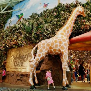 Feel the Rainforest Feeling in Katy, near Houston💗