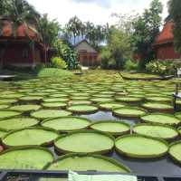 คาเฟ่ ที่มี ใบบัว สวยมาก 