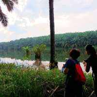 natural morning walk in palm oil plantation 