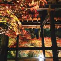 【京都】幻想的な光と影と紅葉