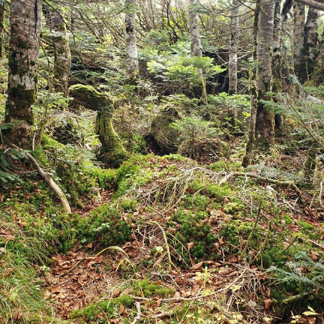 【長野】天狗岳　黒百合ヒュッテ（山小屋）
