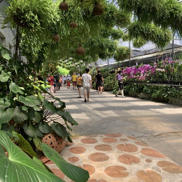 Calling Orchid Lovers! 