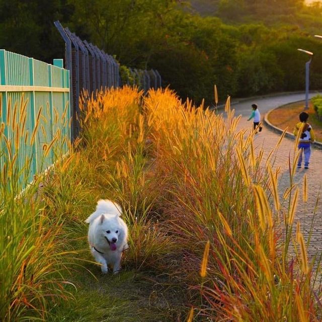 《市區迷你芒草陣｜夕陽下美得像會發光的》