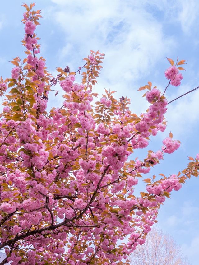 겹벚꽃 명소, 어린이대공원