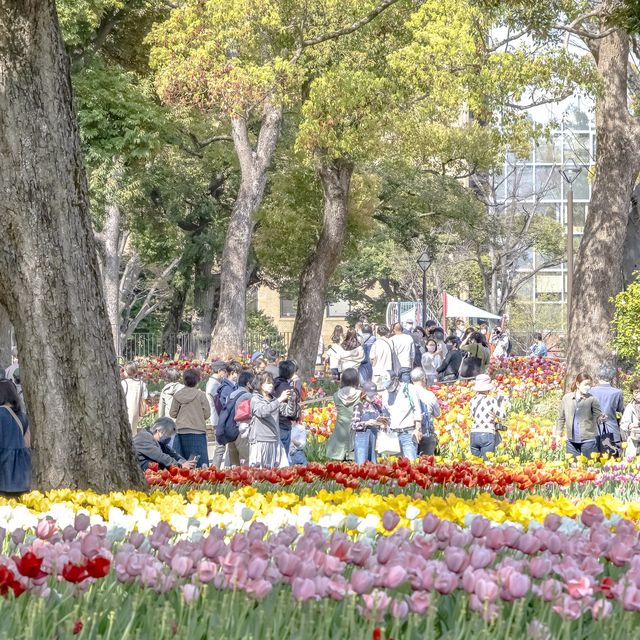 春の横浜公園の散策