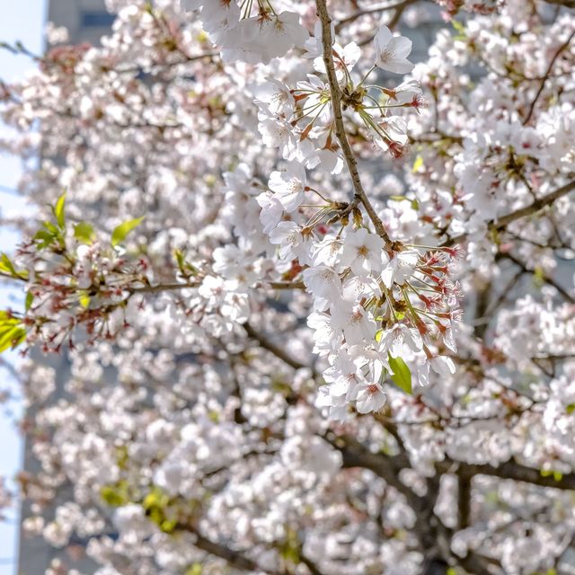 よこはまコスモワールドのアトラクションと桜並木