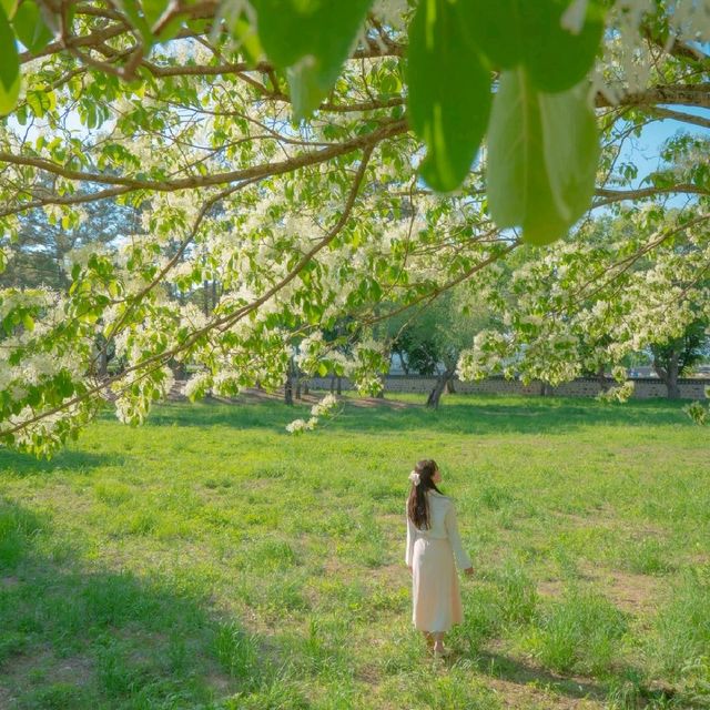 [대형 이팝나무를 만날 수 있는 경주, 오릉🌿]