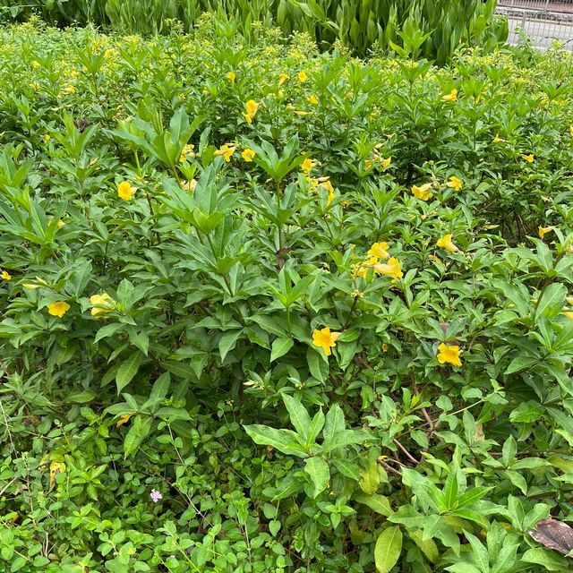 土瓜灣的花花世界