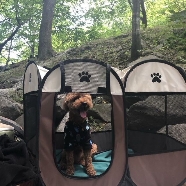 애견 동반 가능한 계곡 평상 백숙집 🐶