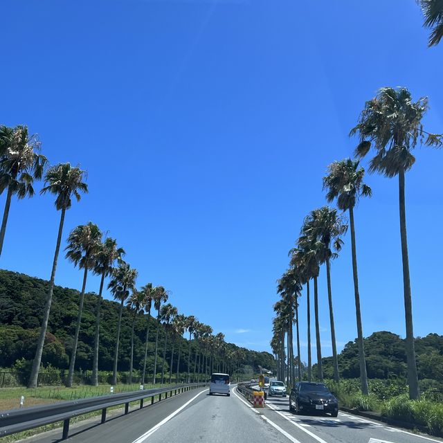 【千葉】館山へドライブ🚘 みなとオアシス「渚の駅」