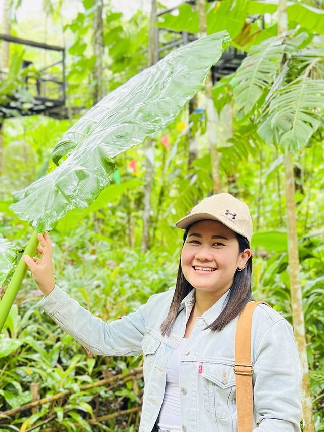 บ้านต้นไม้ คาเฟ่ The Tree House Café 