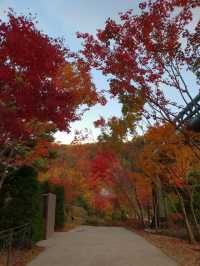 10월 핫플 여행지::화담숲🍁