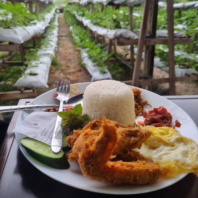 WAJIB DATANG OPAH STRAWBERRY AND JAMS CH Cameron Highlands