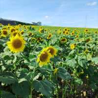 愛知県！秋の花畑でひまわりが満開
