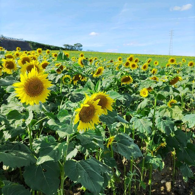 愛知県！秋の花畑でひまわりが満開